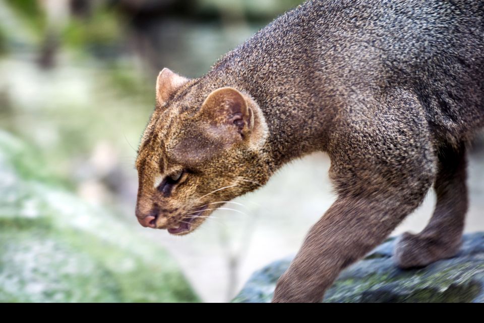 Les parcs et les réserves, jaguarondi, eyra cat, Puma yagouaroundi, guyane, félin, animal, mammifère, france