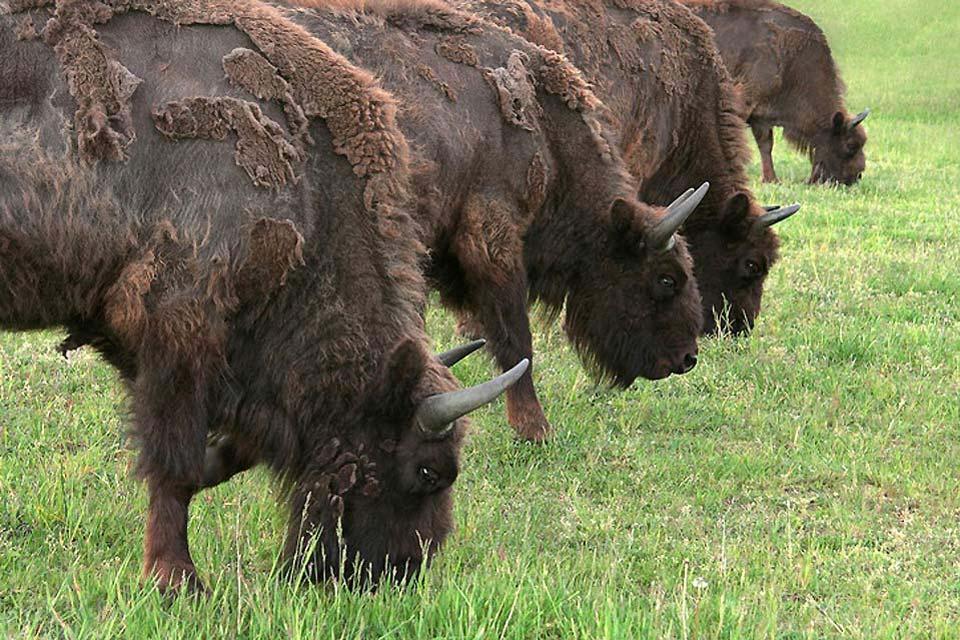 La fauna - Bielorrusia