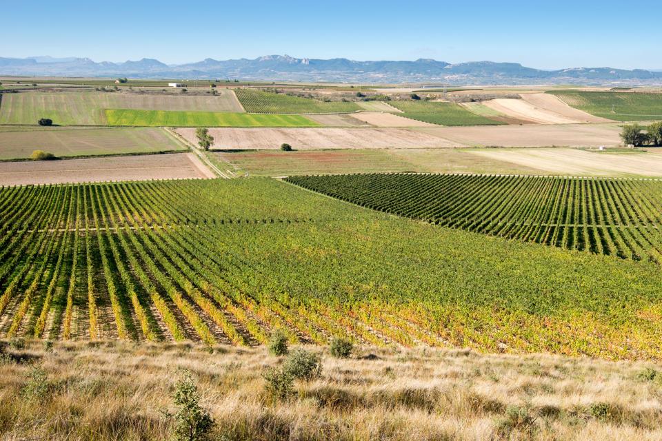 Le distese agricole e viticole , Spagna