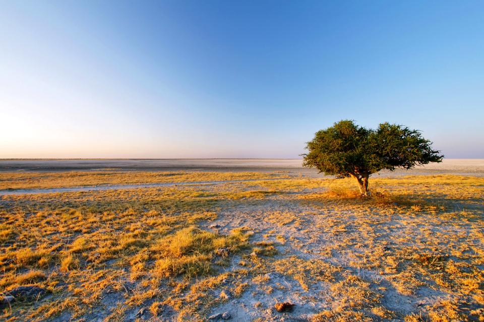 L'île de Kubu , Botswana