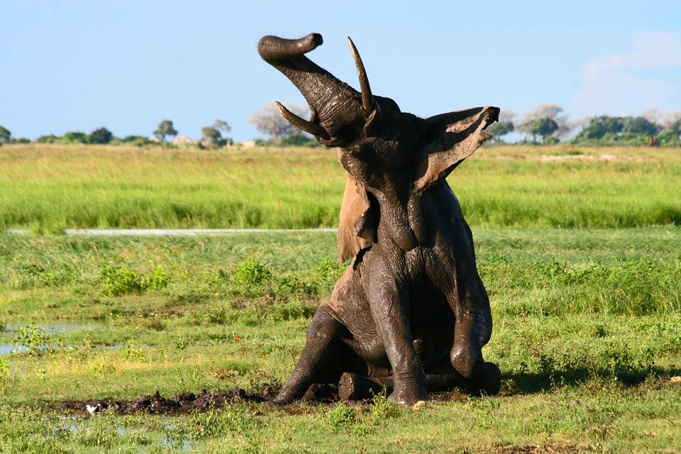 La réserve de Mashatu , Les éléphants de la réserve , Botswana