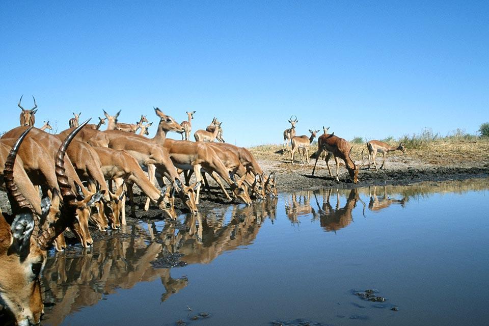 La réserve naturelle de Moremi , La concentration d'animaux , Botswana