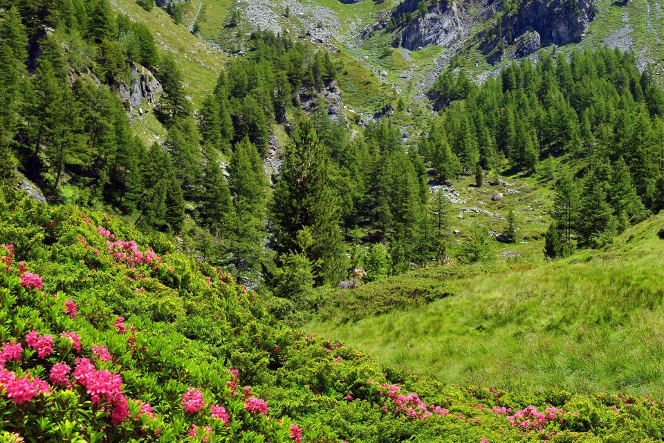 La flor del Gran Paraíso, El Parque Nacional del Gran Paraíso, Fauna y flora, Valle de Aosta