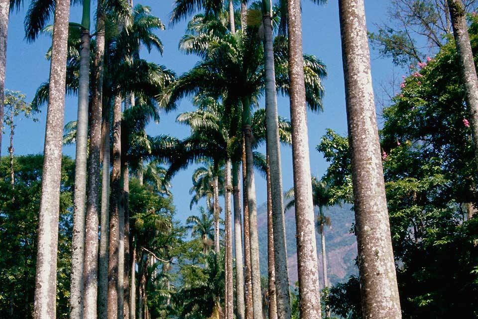 El Jardín Botánico de Río , La avenida de las palmeras reales , Brasil