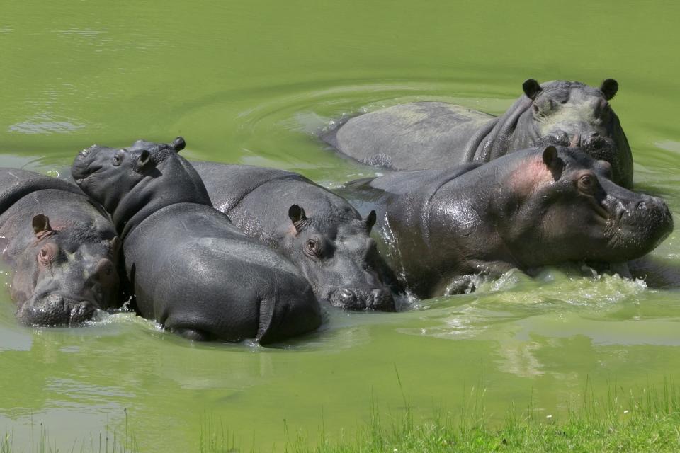 parque zoologico de Thoiry - París-Isla de Francia - Francia