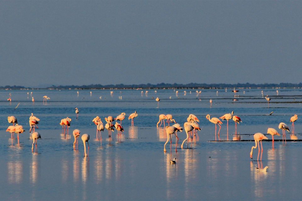 Flamingos in der Camargue, Die Camargue, Die Küsten, Provence-Côte-d'Azur