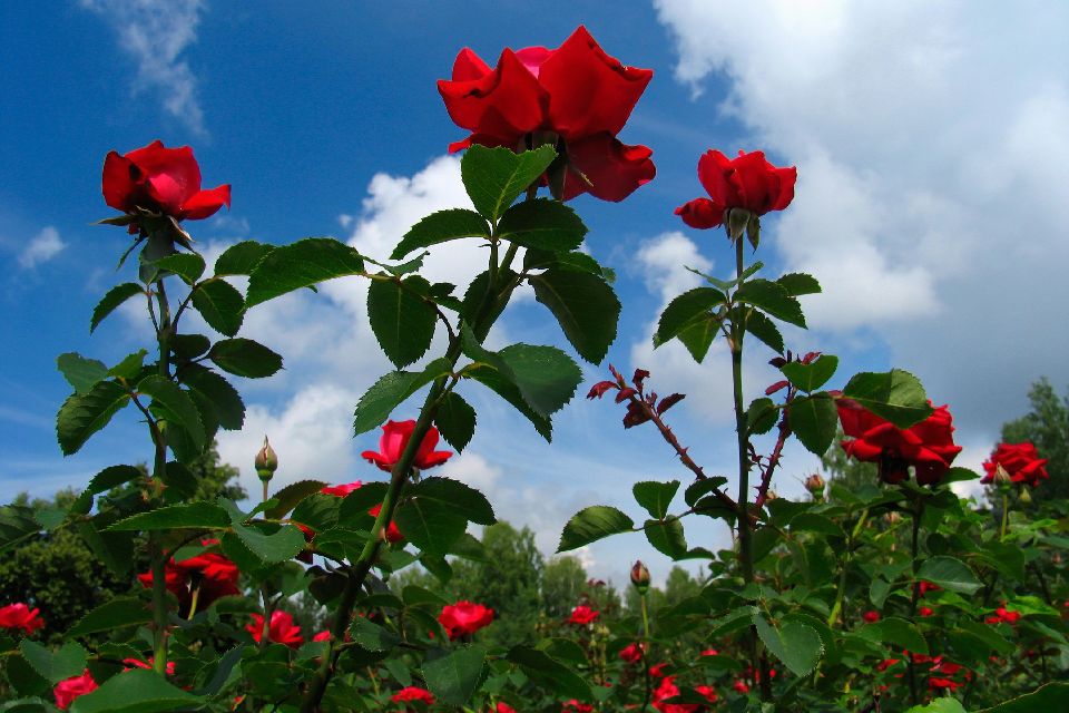 La vallée des Roses , Un rosier dans la Vallée des Roses , Bulgarie