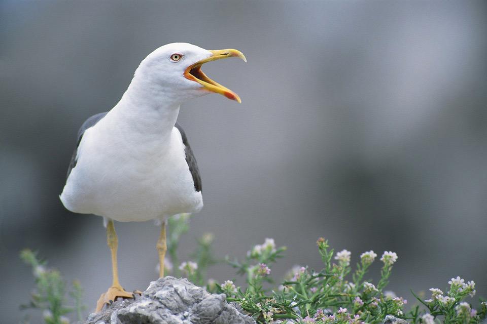 What Is The Bird Of France