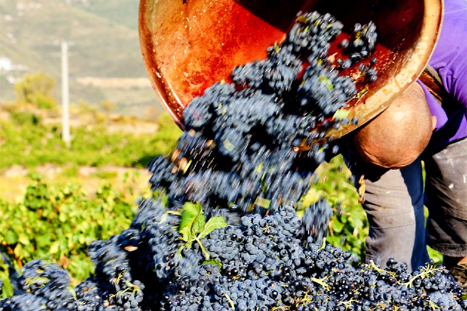 Die Weine , Languedoc: Das weltgrößte Weinanbaugebiet , Frankreich