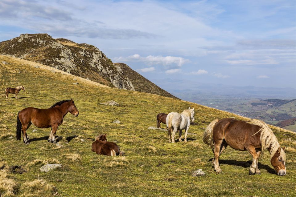 Auvergne, Cantal, France, montagne, cheval, faune, Auvergne-Rhône-Alpes