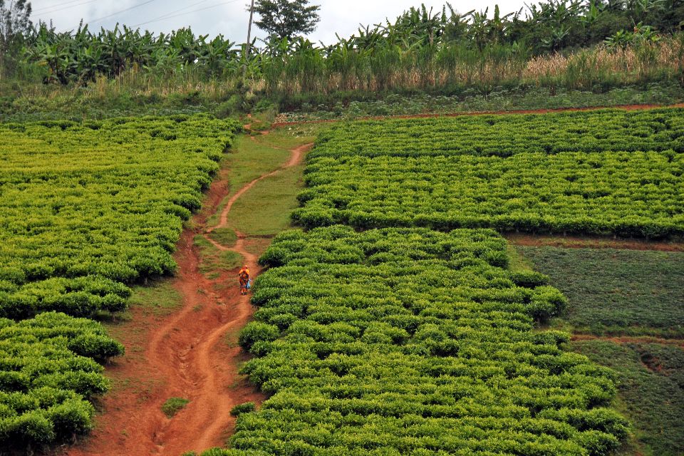 Les paysages agricoles , Burundi