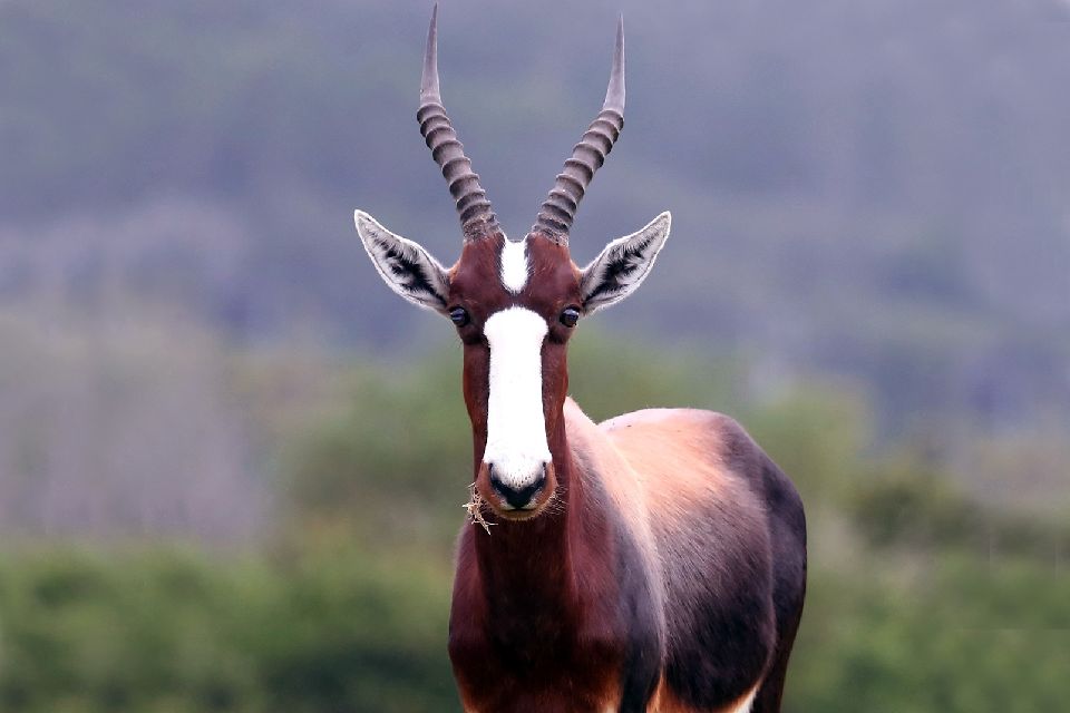 Die großen Wildtiere , Burundi