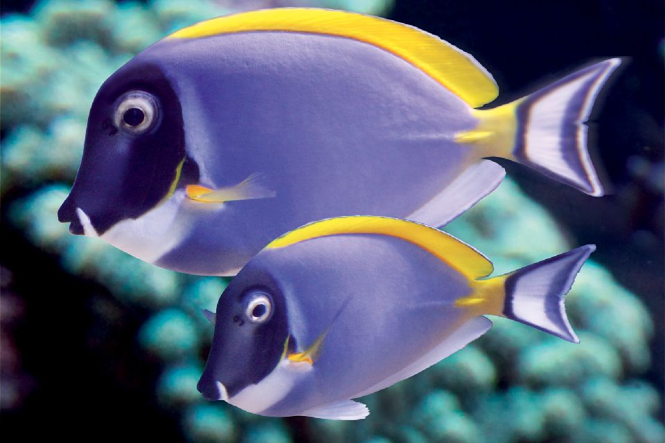 La Rochelle Aquarium - Poitou-Charentes - France