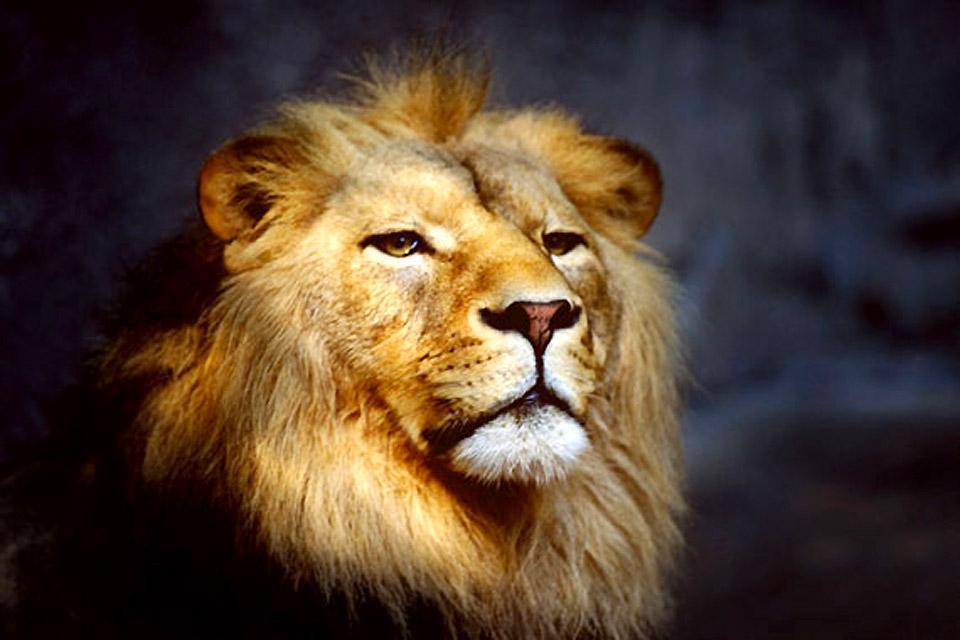 I Big Five , Il leone , Sudafrica