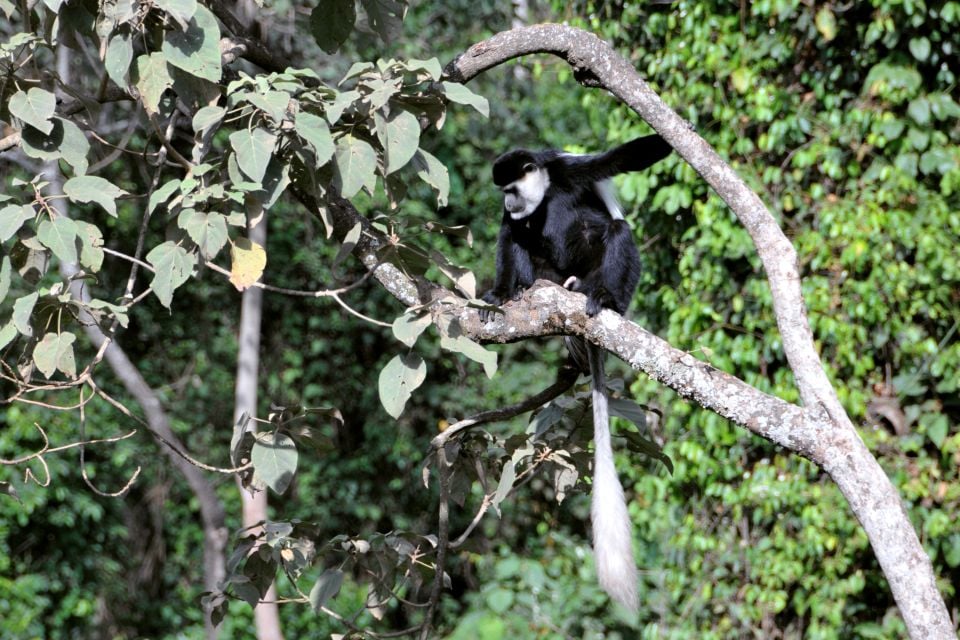La faune, Tanzanie, zanzibar, afrique, colobe, primate, singe, black tail, animal, faune, nature, foret, janzani, noir