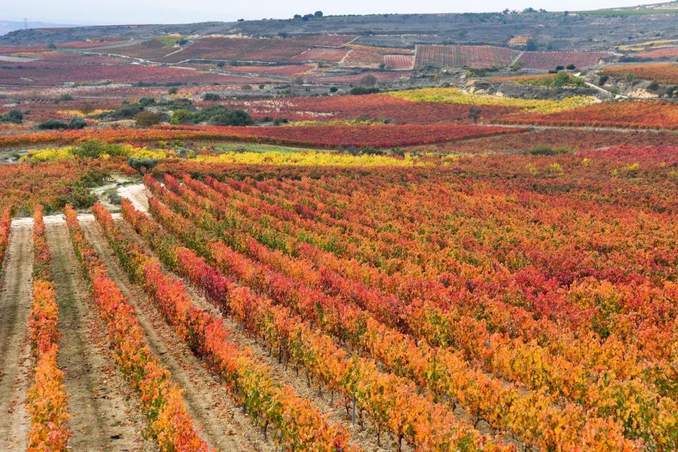 La cultura viticola , Spagna