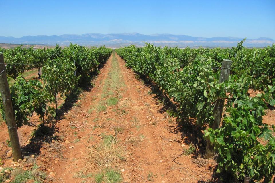 La cultura viticola , Spagna