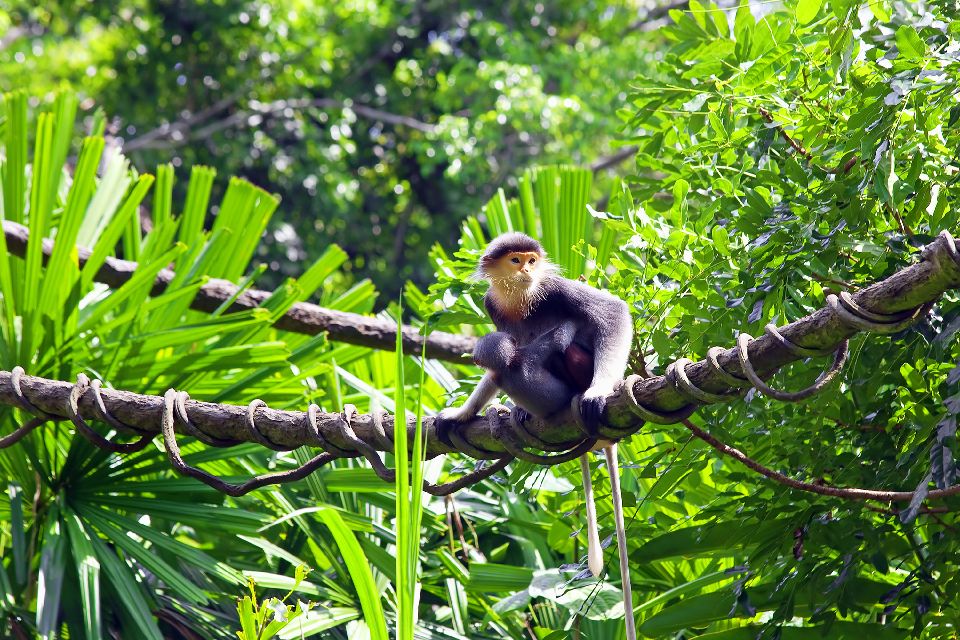 Il parco nazionale di Bokor , Le scimmie di Bokor , Cambogia