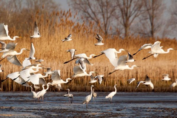 Les Oiseaux Du Delta De Lèbre Catalogne Espagne