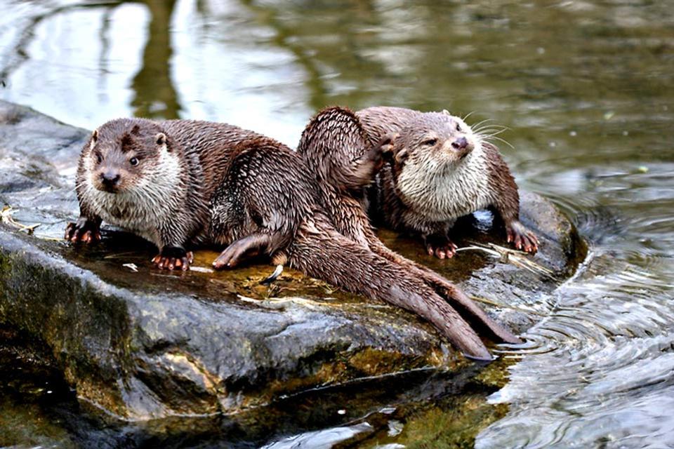 Parc Animalier des Pyrénées - La Colline aux Marmottes (Zoosafari dei Pirenei - La Collina delle Marmotte) - Midi-Pirenei - Francia