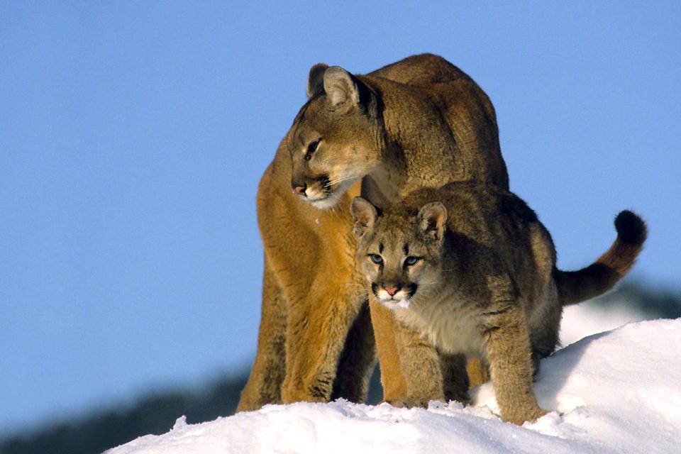 Wildlife in British Columbia - British Columbia - Canada