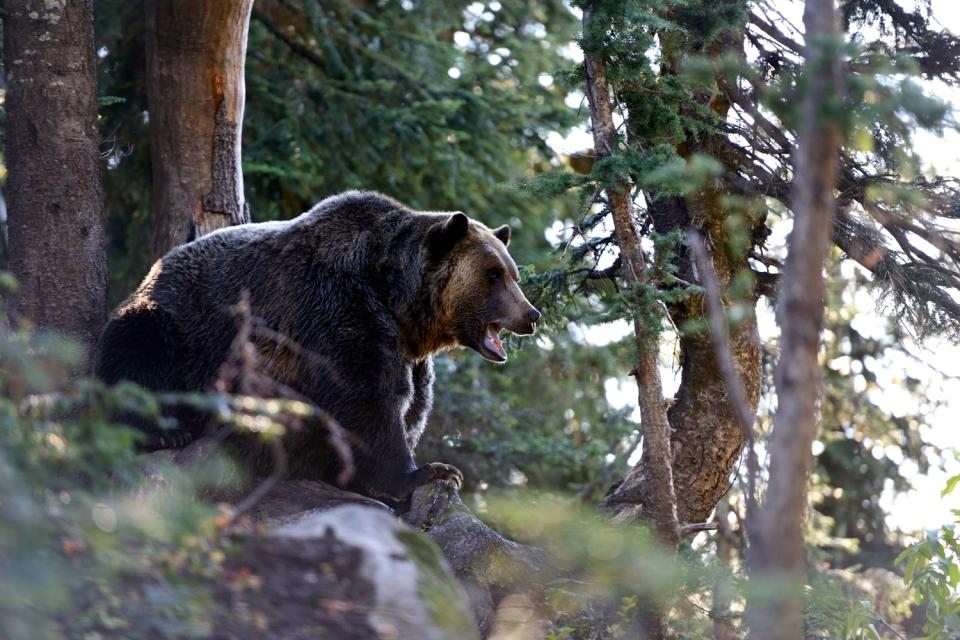 Wildlife In British Columbia - British Columbia - Canada