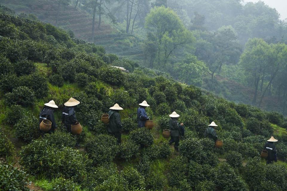 La région côtière de Zhejiang , Les plantations de thé , Chine