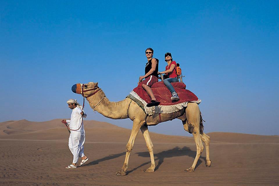 Sharjahs Aktivitäten , Camels in Sharjah , United Arab Emirates
