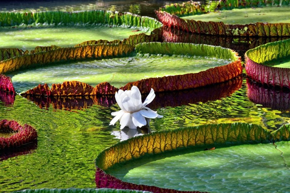 La flor de nenúfar, El Jardín de Pamplemousses, La flora, Grand Baie, Isla Mauricio