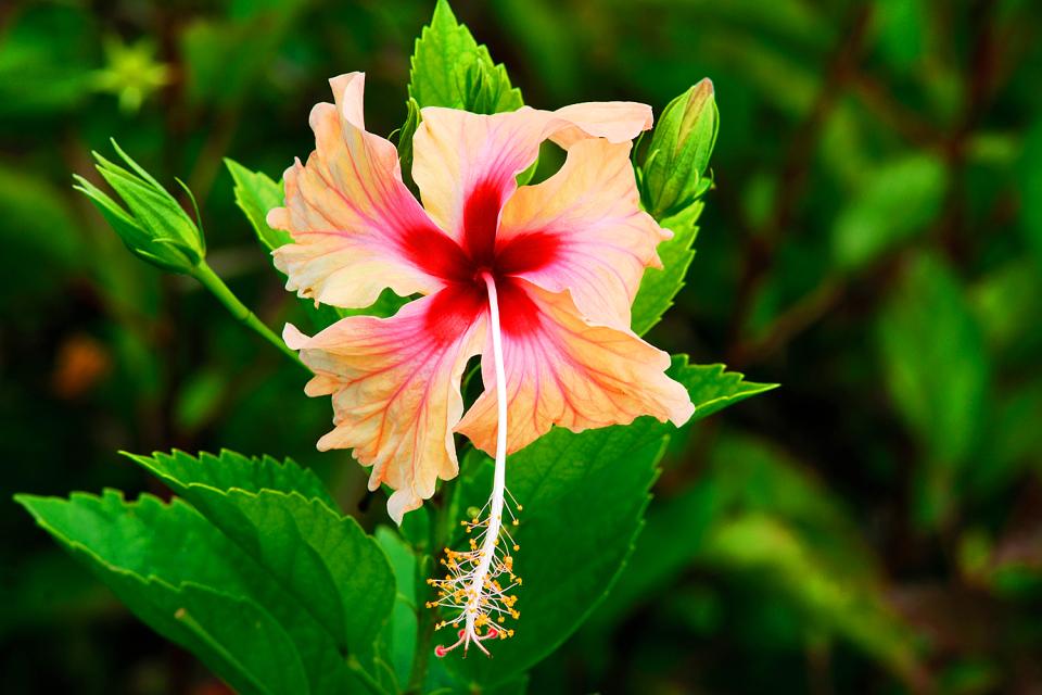 La flore , La flore 4 , Seychelles