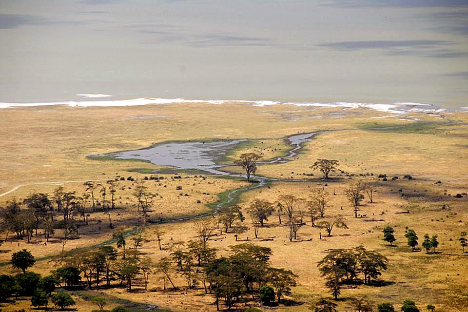 Le cratère du Ngorongoro , Autruche masaï , Tanzanie