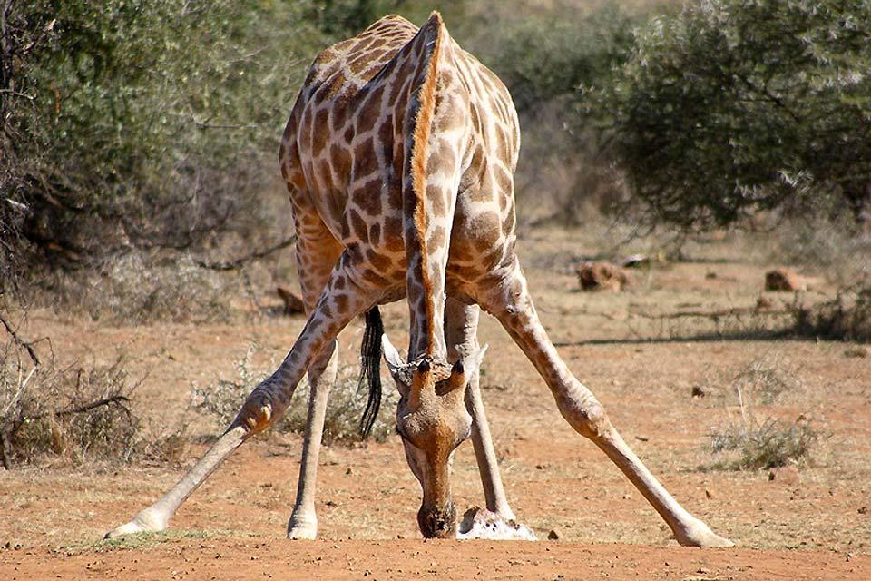 Il Parco nazionale del Pilanesberg , La giraffa dell'Africa , Sudafrica