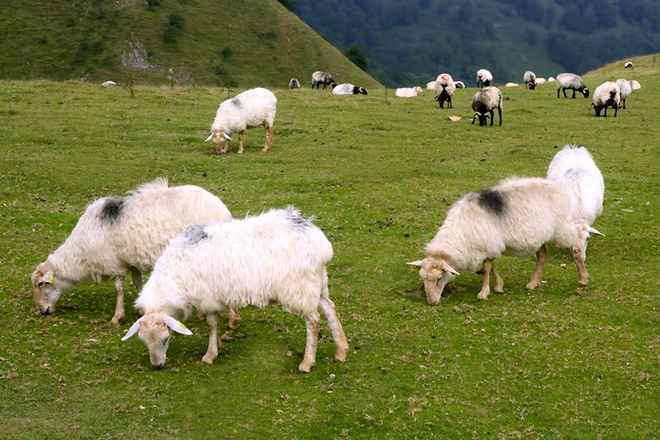 La Faune - Midi-Pyrénées - France