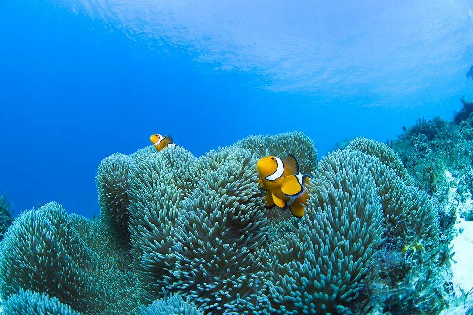 La faune sous-marine , Poisson clown dans les coraux , Fidji
