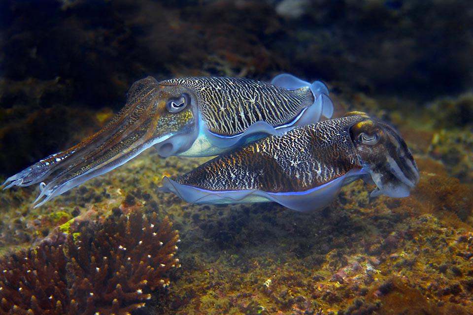 La faune sous-marine , Seppie alle Figi , Fiji