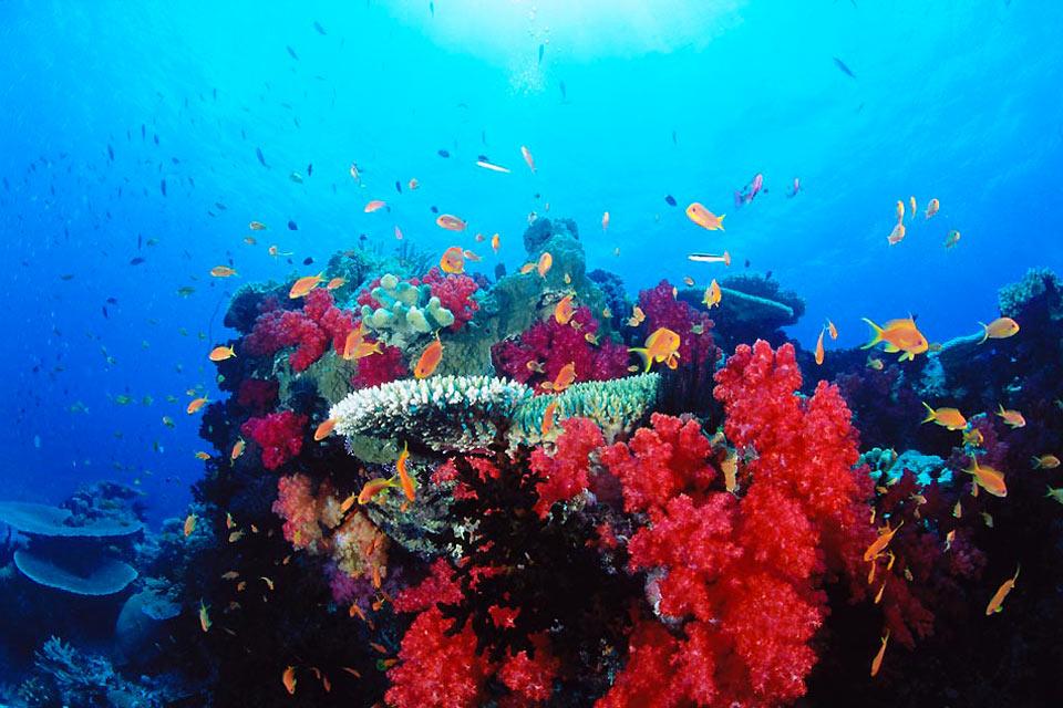 La faune sous-marine , Pesci balestra tra i coralli , Fiji