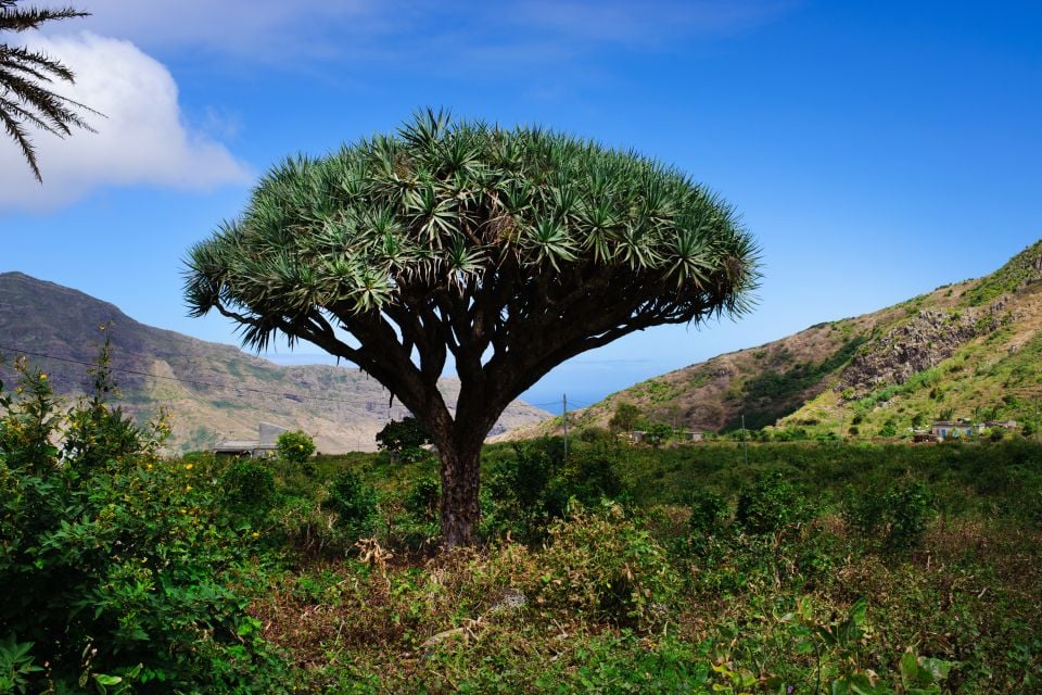 Vegetazione a Capo Verde, La dracena, La fauna e la flora, Capo Verde