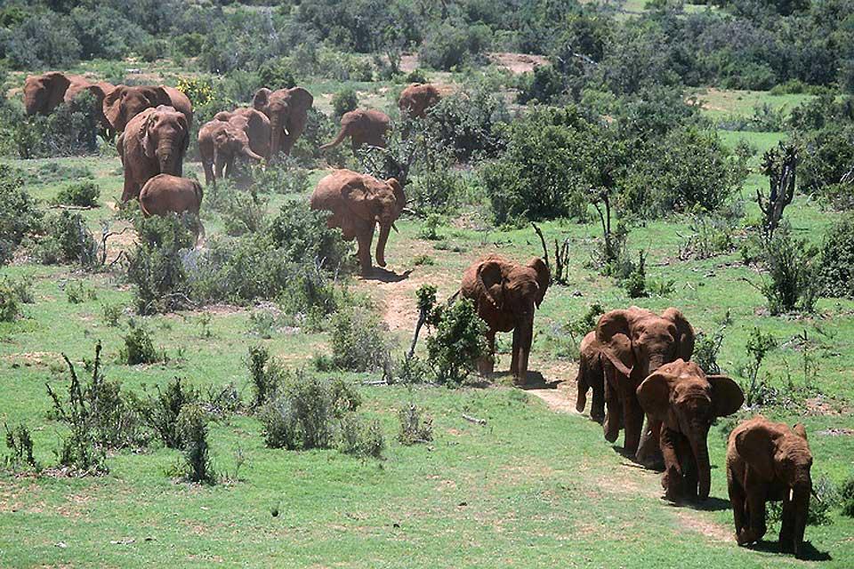 Il Parco nazionale di Addo Elephant , Il Parco di Addo Elephant , Sudafrica