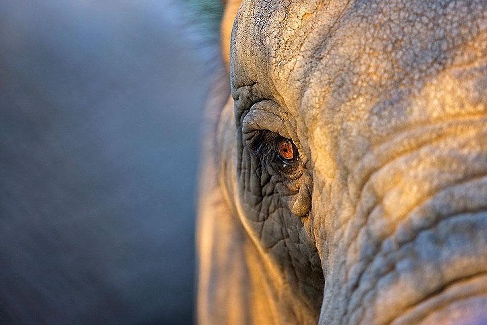 Il Parco nazionale di Addo Elephant , Guida ufficiale del Parco di Addo Elephant , Sudafrica