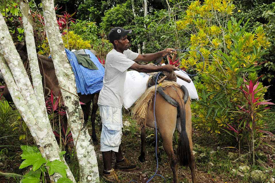 Le café La Mamie , Trasportato in groppa ad un mulo , Repubblica Dominicana
