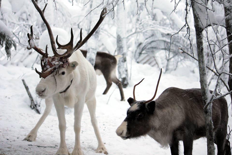 Fermes de rennes , 200 000 têtes en Finlande , Finlande