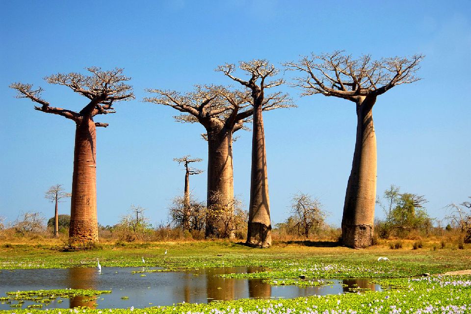 Der Baobab , Madagaskar