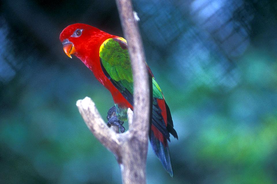 Les oiseaux , Les perroquets , Malaisie