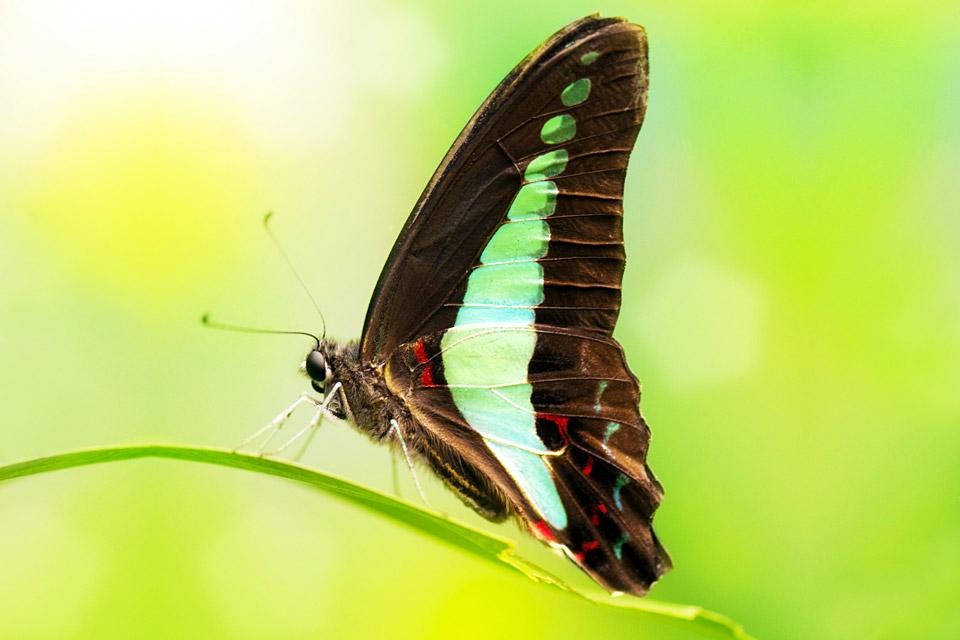 Les insectes , Les activités de la ferme aux papillons , Malaisie