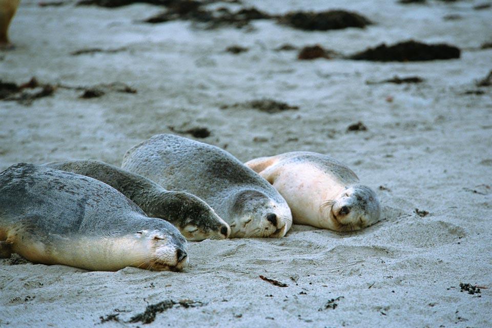 Les Lions De Mer Australie