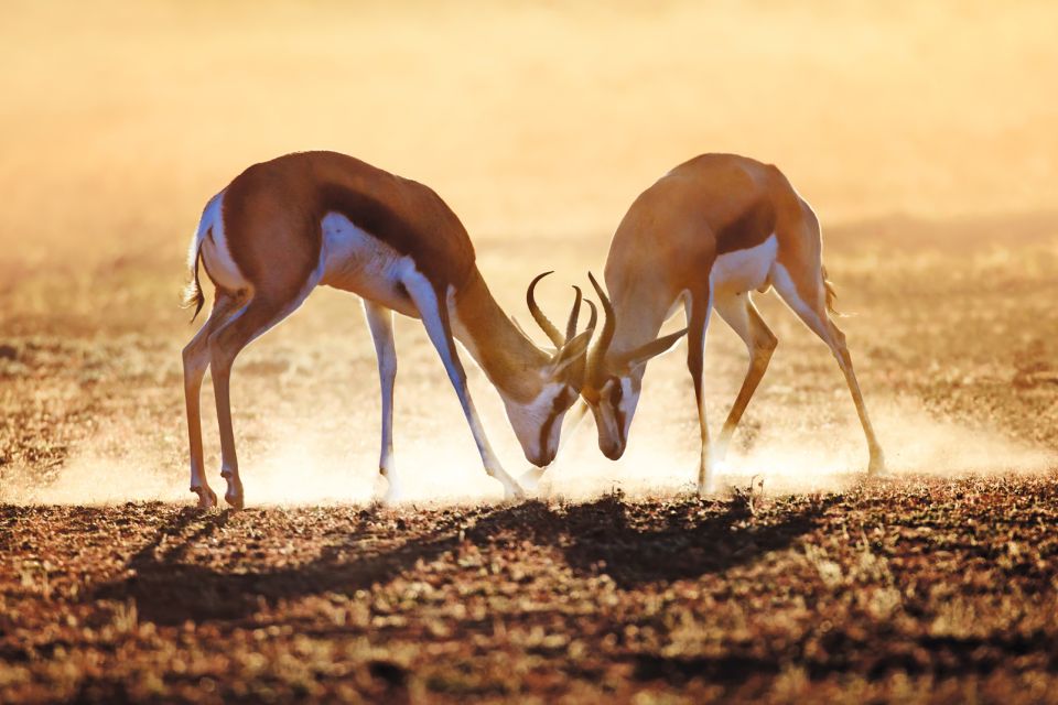 Les parcs et les réserves, Gazella rufifron, gazelle à front roux, gazelle, animal, faune, mammifère, afrique, centrafrique, république centrafricaine