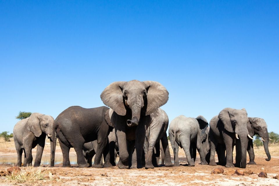 Le parc national du Manovo-Gounda St Floris - République centrafricaine