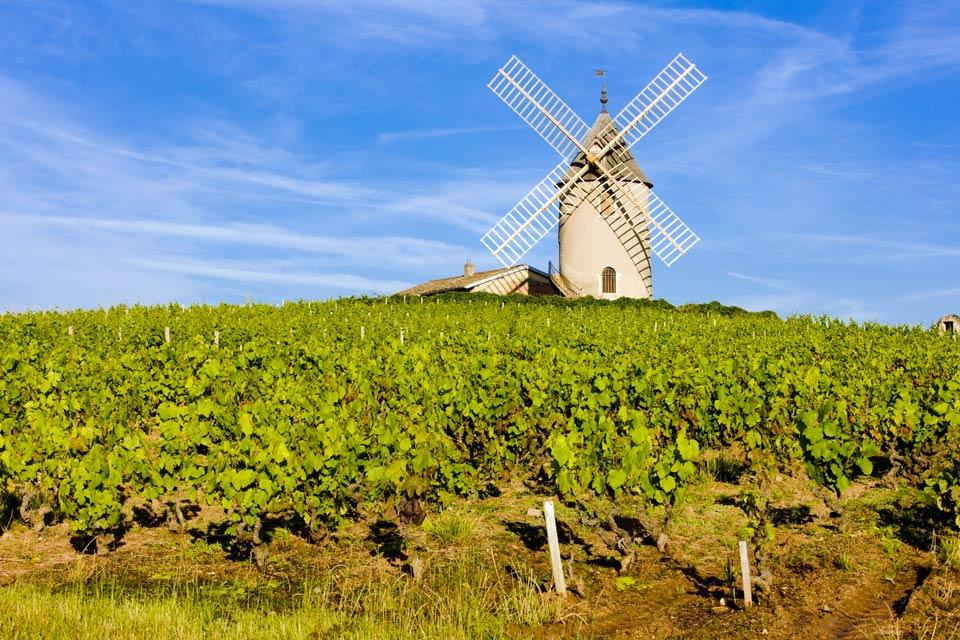 Les vignobles du Mâconnais , Frankreich