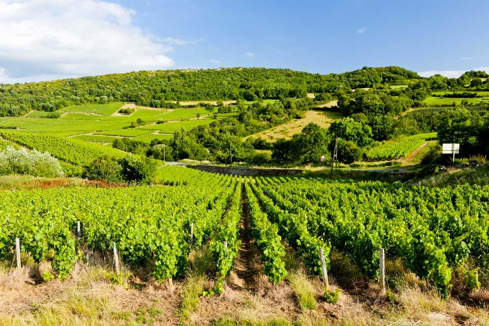 Les vignobles du Mâconnais , Frankreich