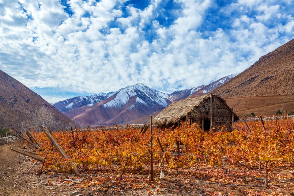 Las viñas , Chile